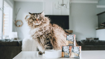 Fluffy cat sitting on counter with dish and GO! SOLUTIONS Tetra Paks stacked in a pyramid