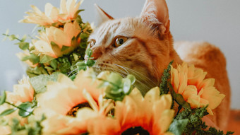 Cat with head in flowers