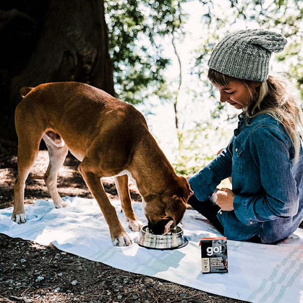 GO! Solutions Carnivore Grain-Free Shredded Lamb + Wild Boar Wet Dog Food
