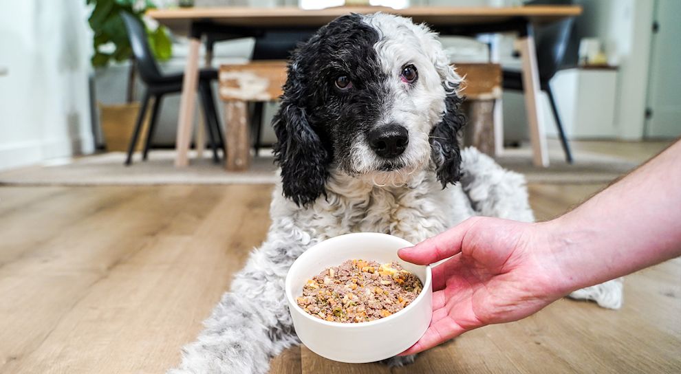 Doodle dog with bowl of ground wet food