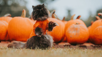 Black cat standing with paw up in front of orange pumpkins at the patch