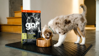 Australian Shepherd puppy eating GO! SOLUTIONS CARNIVORE Grain-Free Chicken, Turkey + Duck Puppy Recipe dry food