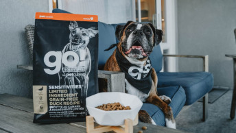 Boxer dog sitting on patio with GO! SENSITIVITIES Duck bag and bowl