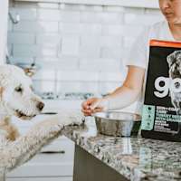 Owner and dog with paw on kitchen counter and bag of GO! SOLUTIONS SKIN + COAT CARE Turkey Recipe with Grains dry food