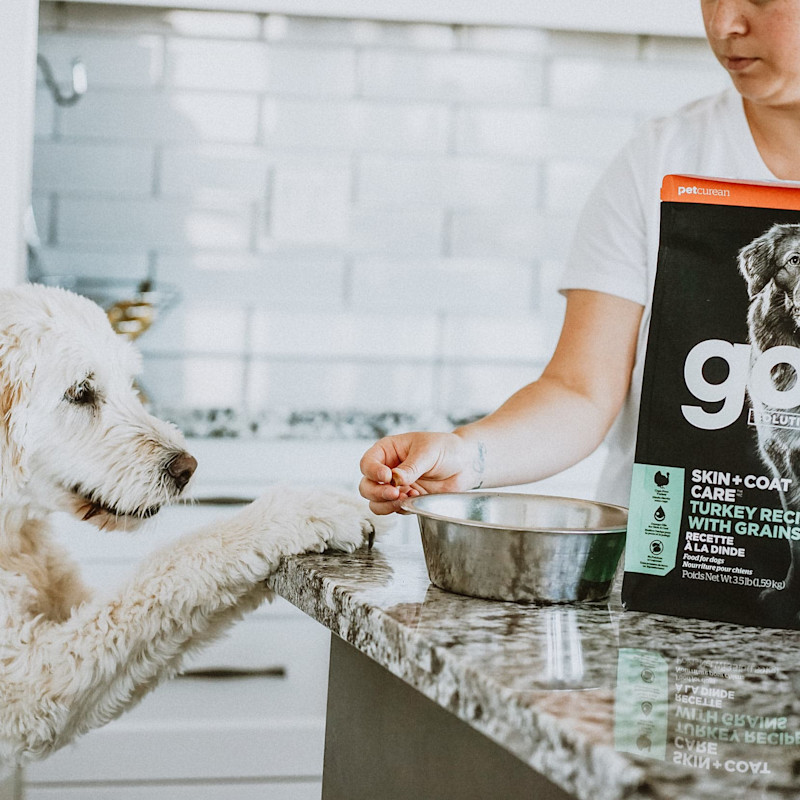 Owner and dog with paw on kitchen counter and bag of GO! SOLUTIONS SKIN + COAT CARE Turkey Recipe with Grains dry food