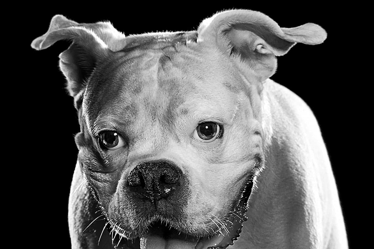 Black and white American Bulldog