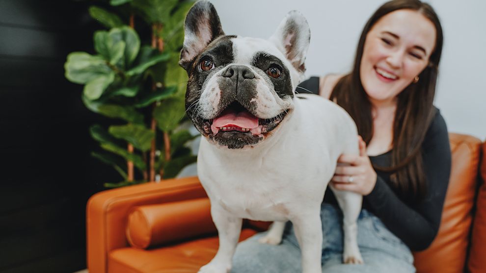 French Bulldog standing on owner's lap