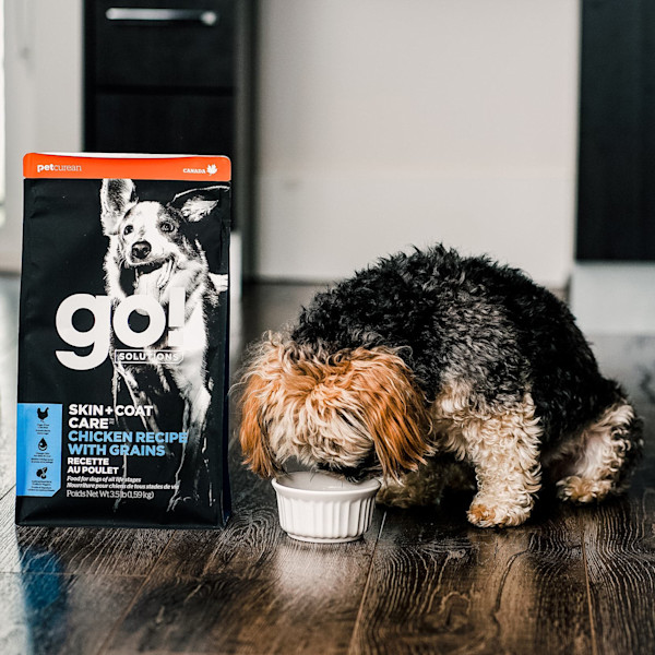 GO! Solutions Skin + Coat Care Chicken Recipe With Grains Dry Dog Food