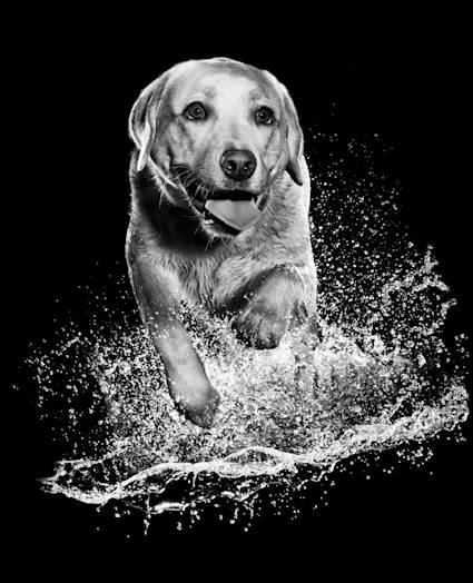 Black and white Labrador Retriever running through water