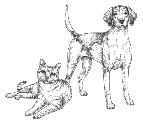 Cat and dog illustration