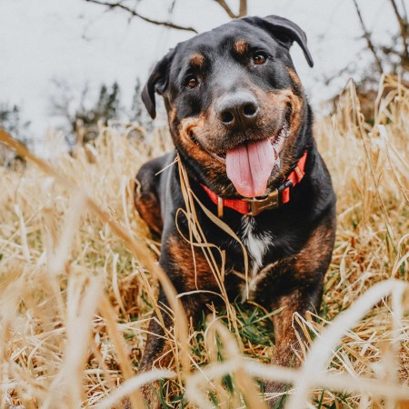 Rottweiler dog laying in tall grass