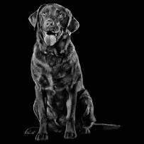 Chocolate Lab dog sitting with mouth open