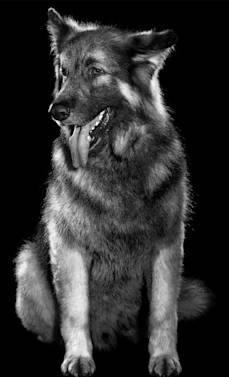 Black and white dog sitting