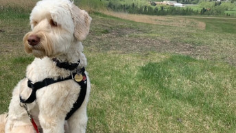 Poodle dog wearing harness in grassy field