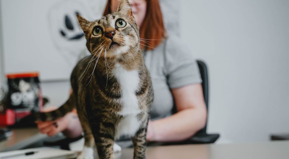 Brown cat sitting on desk looking up
