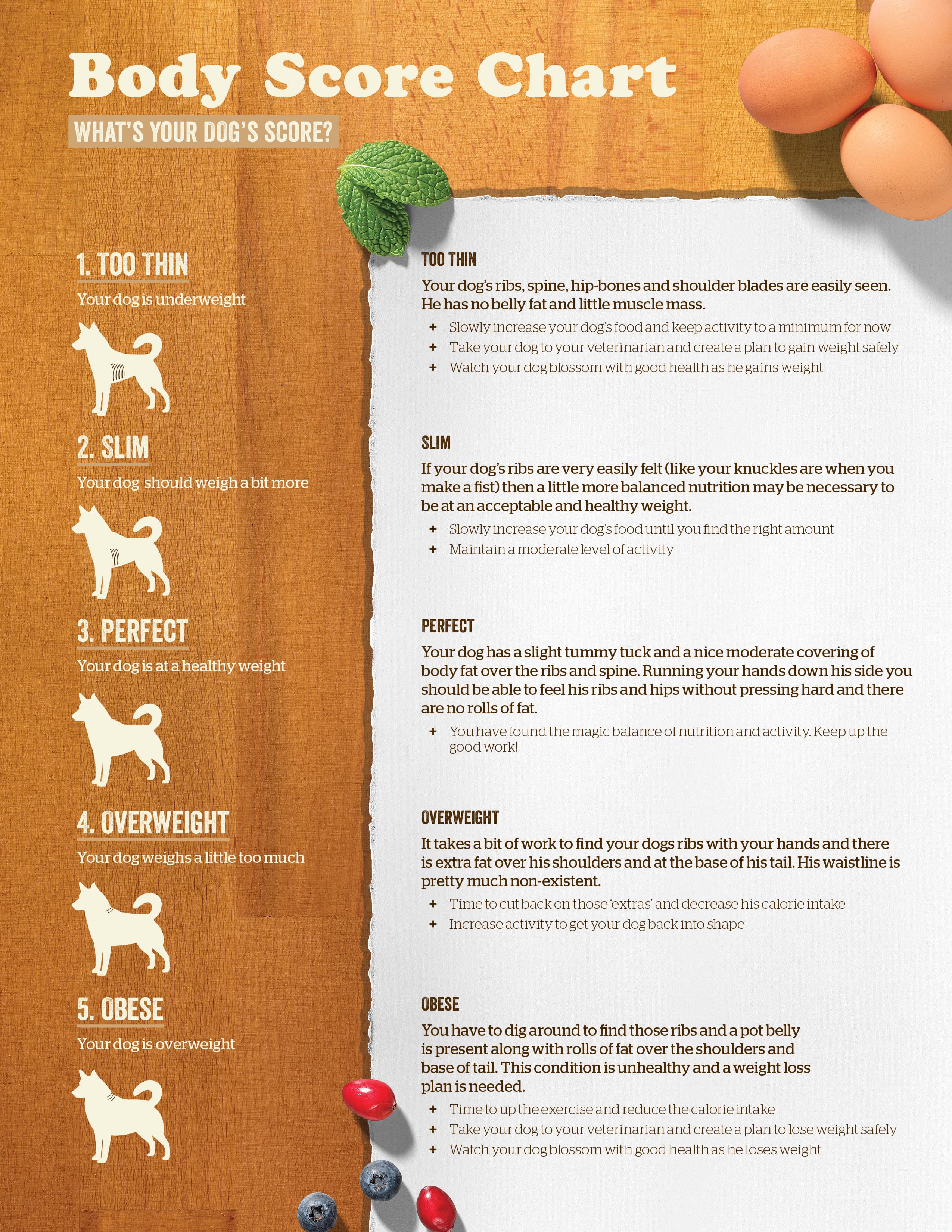 how to keep dog at healthy weight