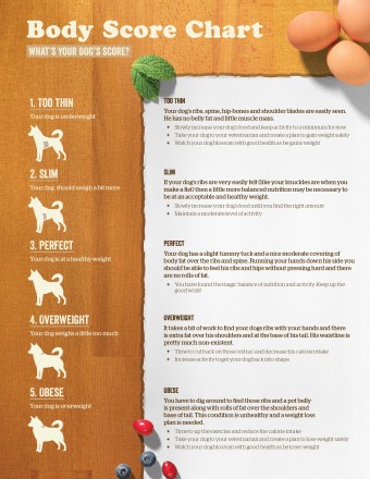 NOW FRESH dog body score chart