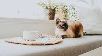 Siamese cat with bowl and kibble