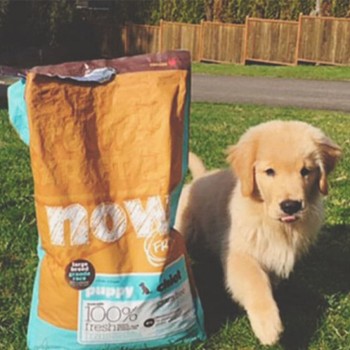 Dutch the Golden Retriever puppy with a bag of NOW FRESH Large Breed Puppy dry food