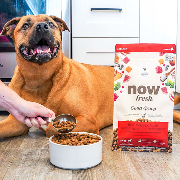 Now Fresh Good Gravy Beef Recipe With Ancient Grains Dry Dog Food