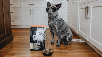 Grey heeler dog sitting in kitchen with GO! SOLUTIONS CARNIVORE Lamb + Boar Recipe bag and bowl