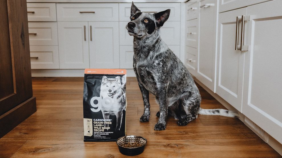 Grey heeler dog sitting in kitchen with GO! SOLUTIONS CARNIVORE Lamb + Boar Recipe bag and bowl