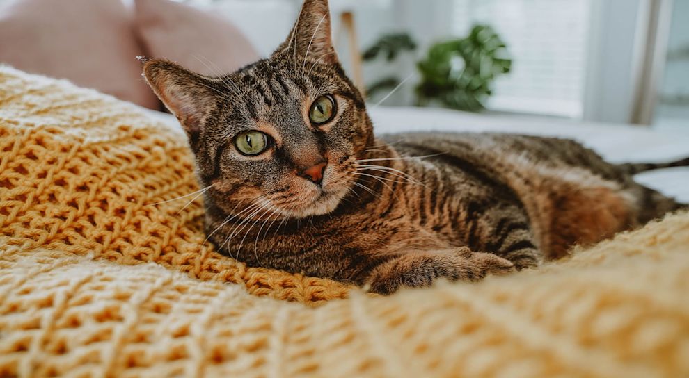 Brown tabby cat laying in yellow blanket on the bed
