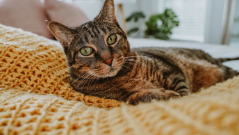Brown tabby cat laying in yellow blanket on the bed