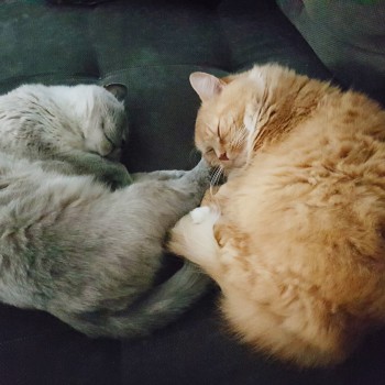 Two senior cats sleeping