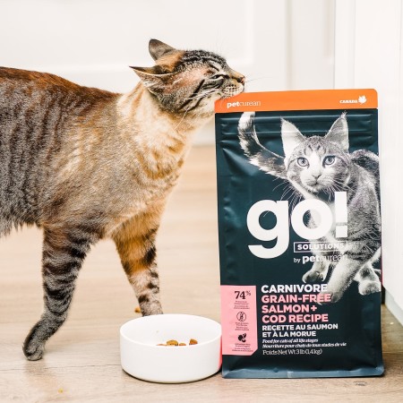 Tabby cat rubbing against bag of GO! SOLUTIONS CARNIVORE Grain-Free Salmon + Cod Recipe
