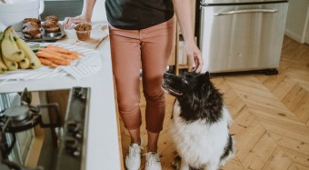 Border Collie in kitchen beside counter with muffins, bananas and carrots