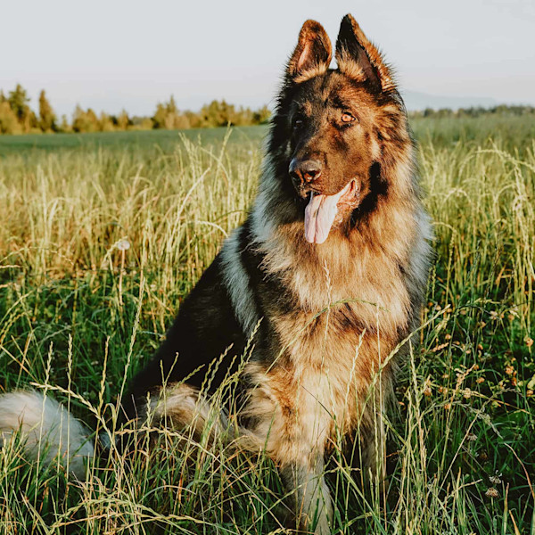 Shepherd dog sitting in field of grass