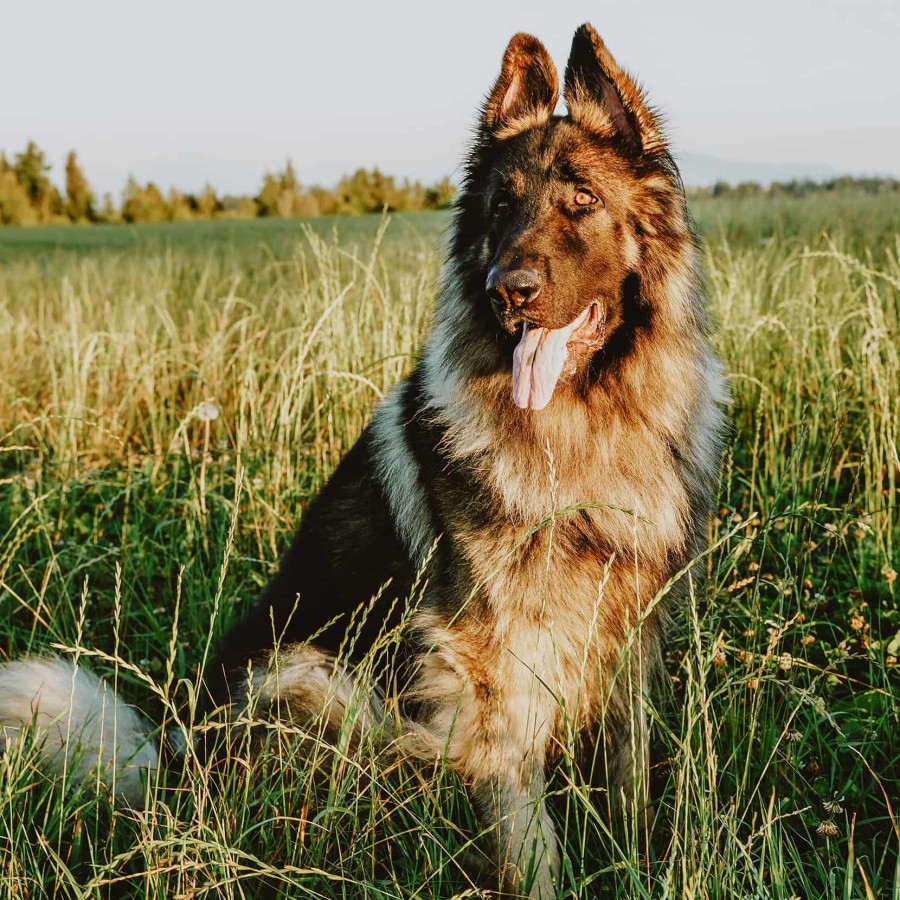Shepherd dog sitting in field of grass