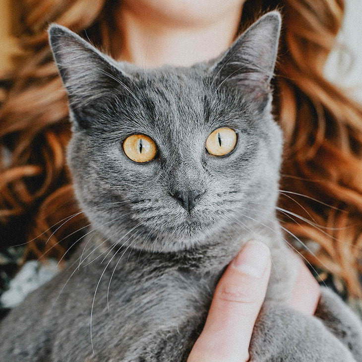 Grey kitten looking at camera