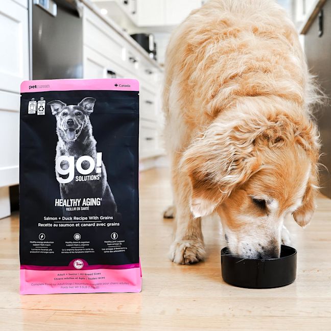Golden Retriever dog eating Go! Solutions Healthy Aging kibble