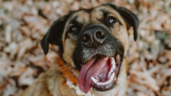 Dog smiling at the camera with fall leaves