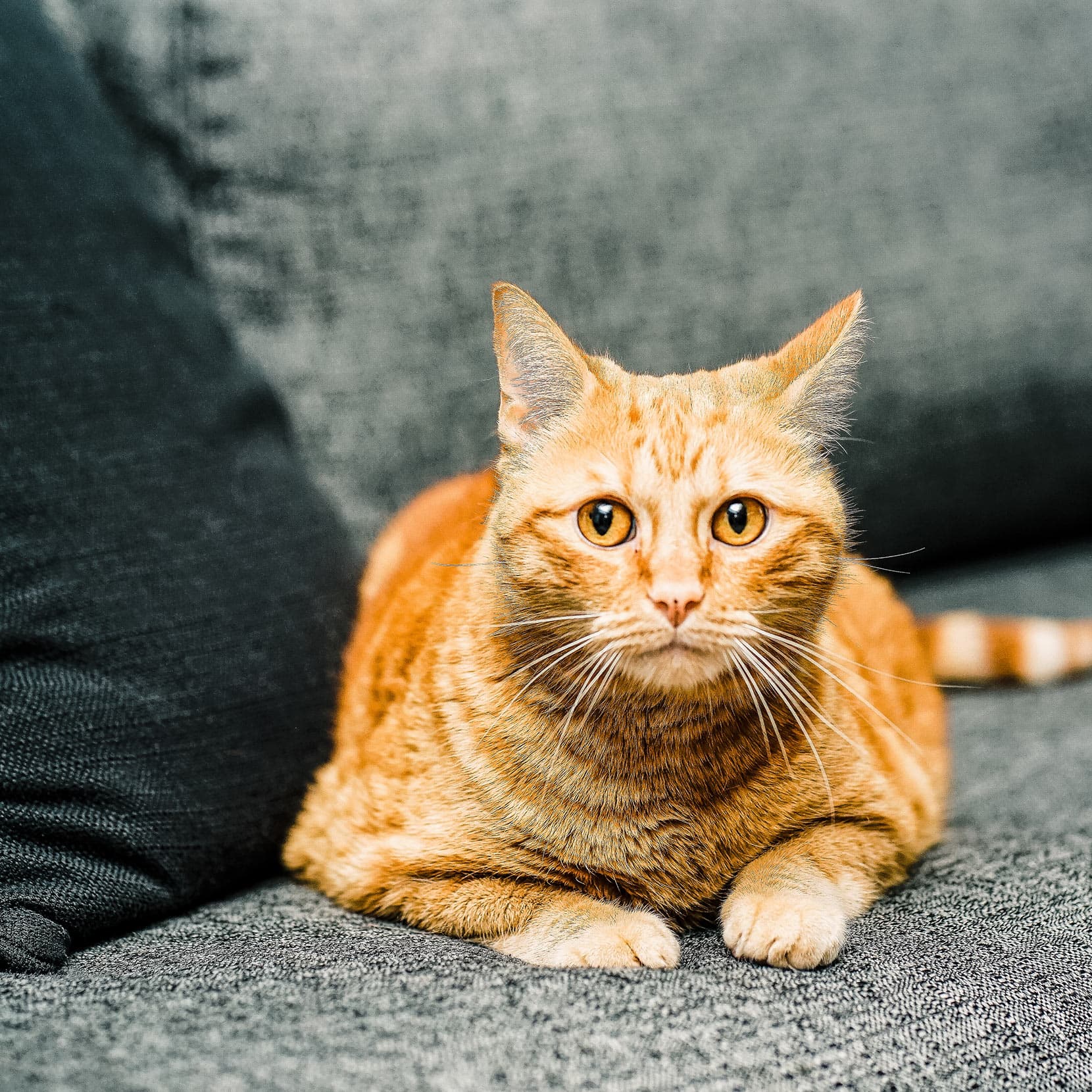 Carnivore Chicken with Turkey + Duck Grain-Free Dry Cat Food | Go