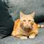 Ginger cat laying on couch