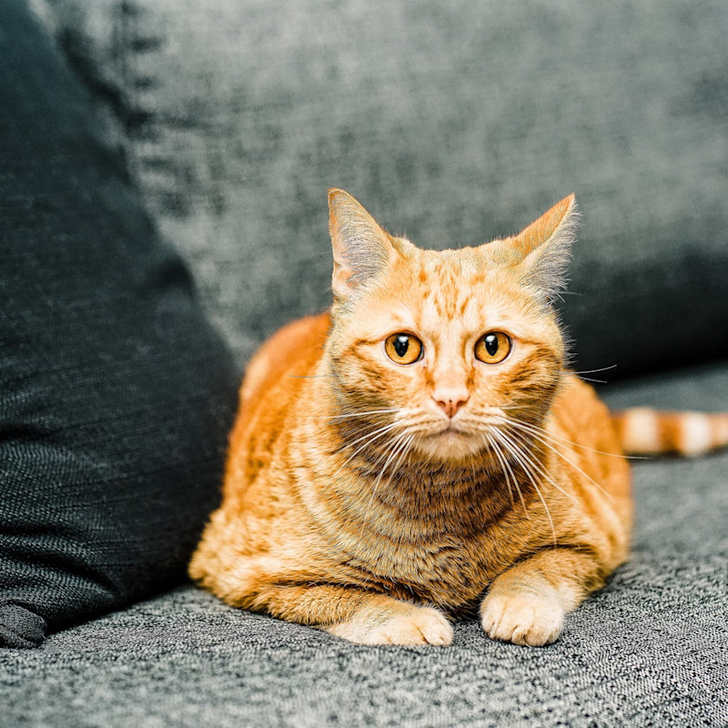 Ginger cat laying on couch
