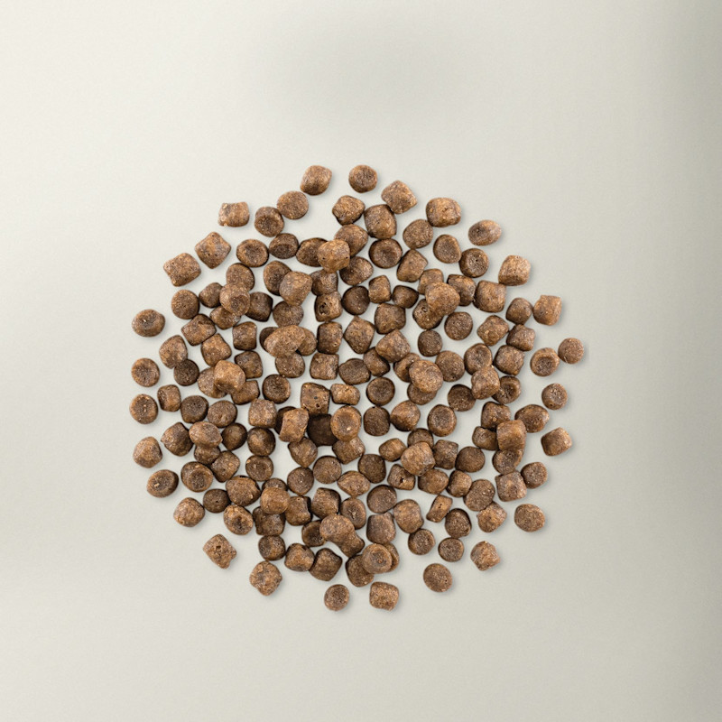 Now Fresh adult cat food kibble