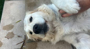 Golden Retriever getting belly rubs