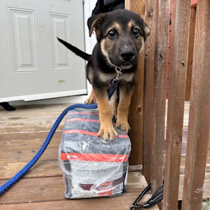 A black puppy stands on top of a pile of dog food packages