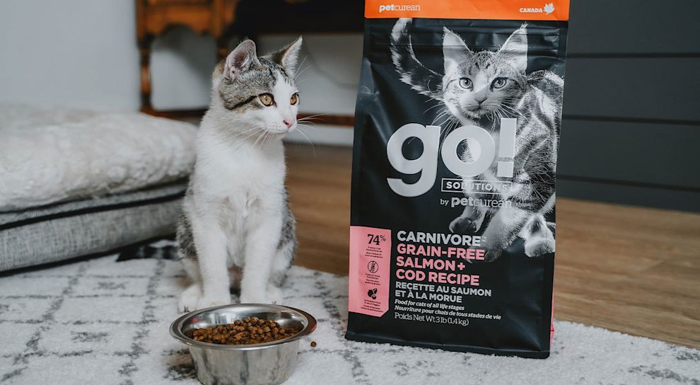 Small cat looking at GO! kibble bag in living room behind bowl