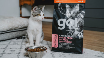 Small cat looking at GO! kibble bag in living room behind bowl