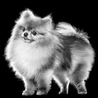 Pomeranian dog in black and white