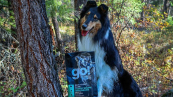 Collie dog in forest with GO! kibble bag