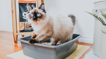 Siamese cat in litter box