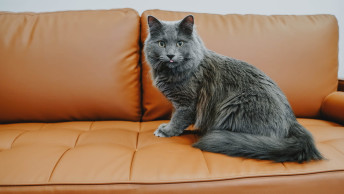 Grey cat sitting on couch with tongue out
