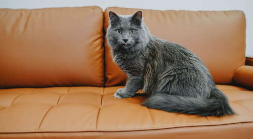 Grey cat sitting on couch with tongue out