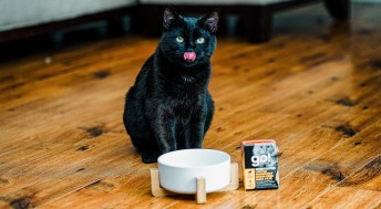 Black cat sitting on wood floor with tongue out about to eat SENSITIVITIES duck wet food
